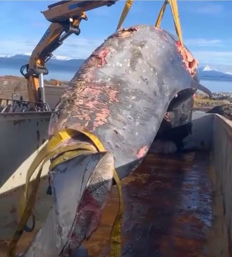 Expansión salmonera explicaría irregular envío de cadáver de ballena a vertedero de residuos domiciliarios en Patagonia chilena  