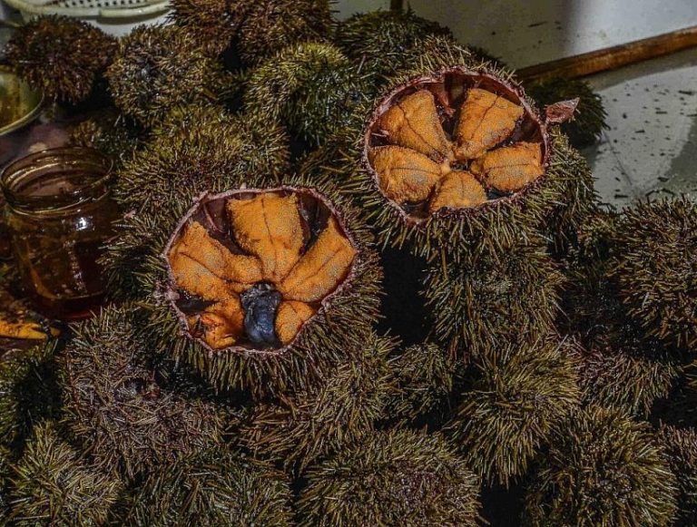 Pescadores artesanales de región de Los Lagos podrán extraer recursos bentónicos en Aysén