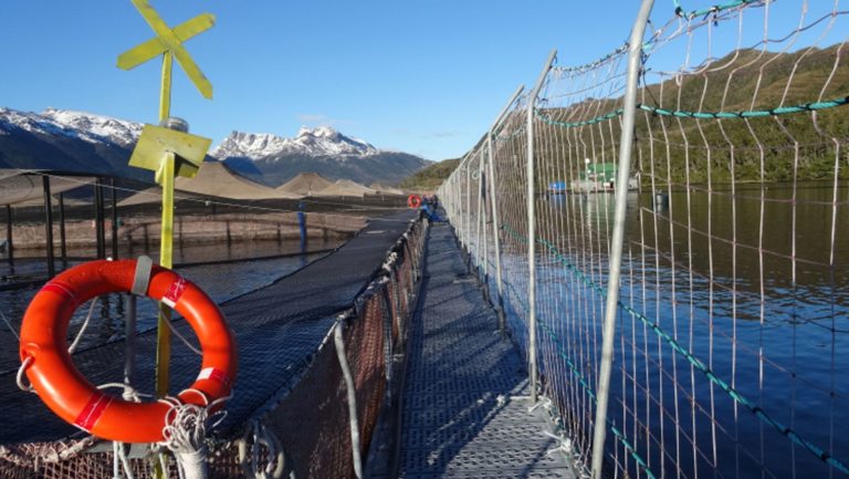 SMA inicia cinco procedimientos sancionatorios contra Australis Mar por sobreproducción en Aysén y Magallanes