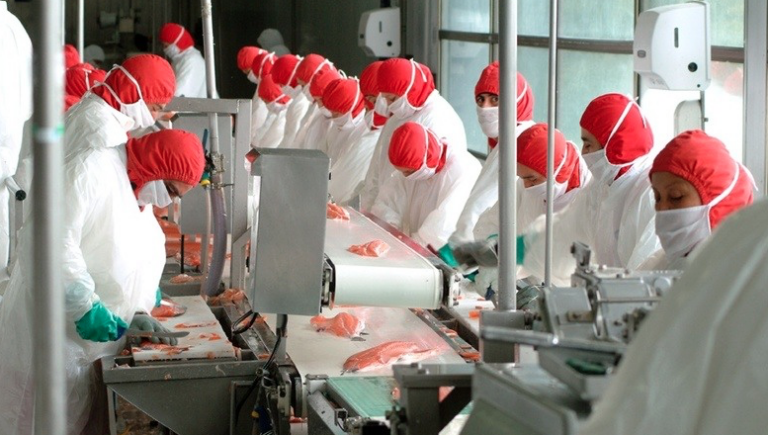 Investigan el virus ISA para proteger a la industria salmonera