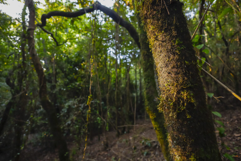 Sin biodiversidad no hay desarrollo sostenible