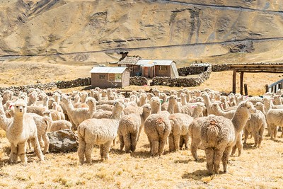 Camélidos en el corazón de los Andes:  Hilos de lana, memoria y resiliencia