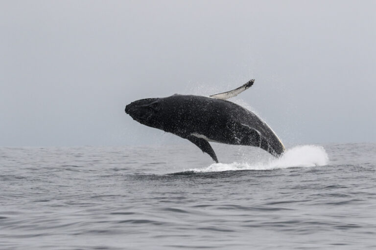 Chile lidera tratados internacionales mientras las ballenas mueren en sus rutas migratorias