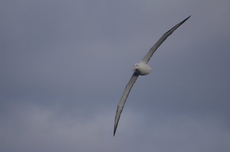 Día Mundial de los Albatros, los guardianes del océano