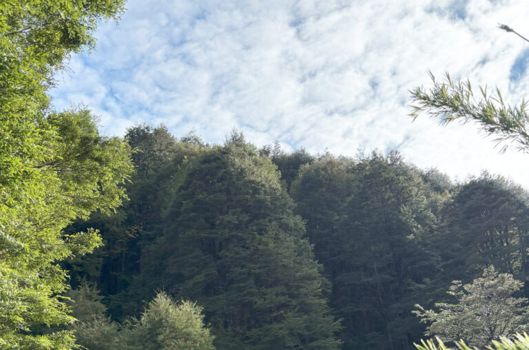 ¿Los bosques del sur de Chile crean nubes? ¡Científicos lo investigan!