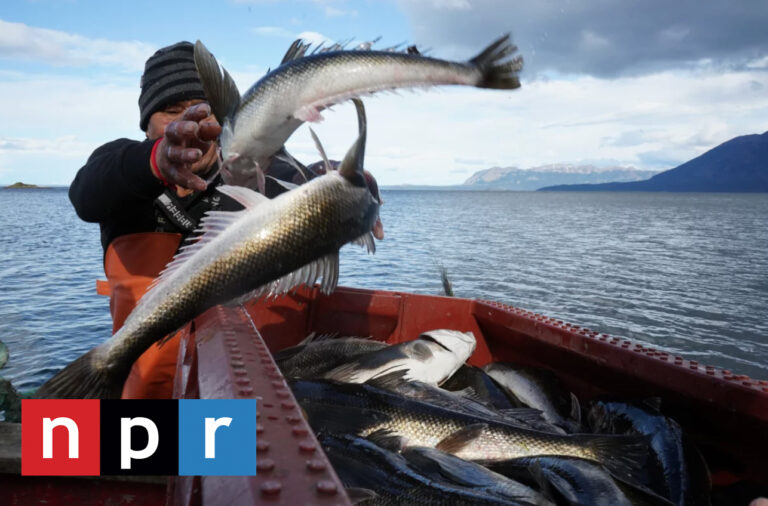 Radio Publica de EE.UU destaca lucha de comunidades indígenas contra la industria salmonera