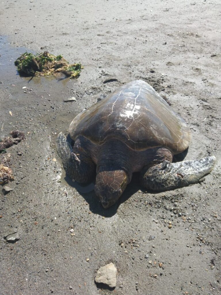 Sernapesca llama al cuidado de las tortugas marinas al recordarse su día mundial