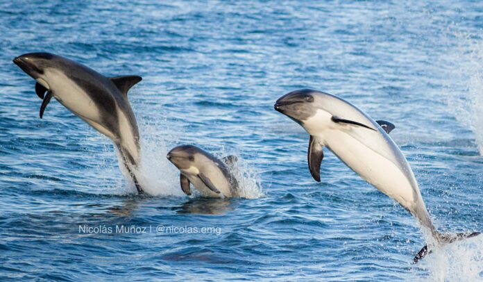 delfin austral Nicolas_Muñoz_01