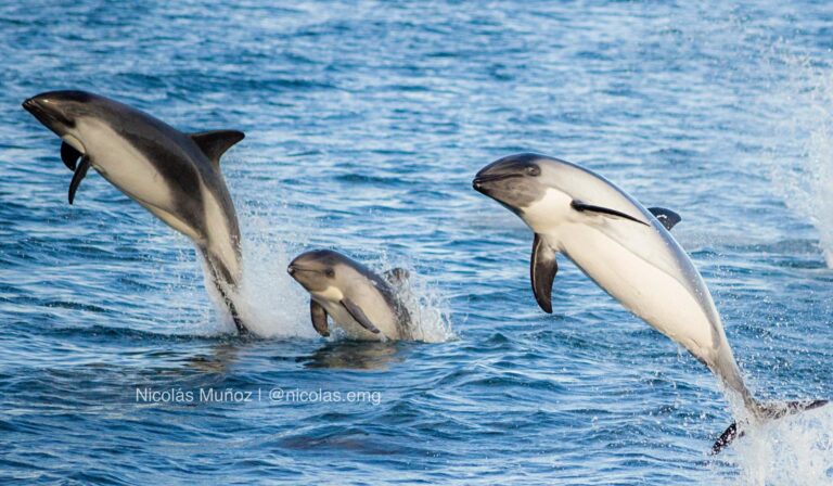 Tráfico marino amenaza la presencia de delfín austral