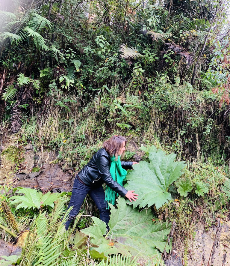 Hojas nativas de Aysén superan a frutas en niveles de antioxidantes y abren nueva frontera para alimentos funcionales
