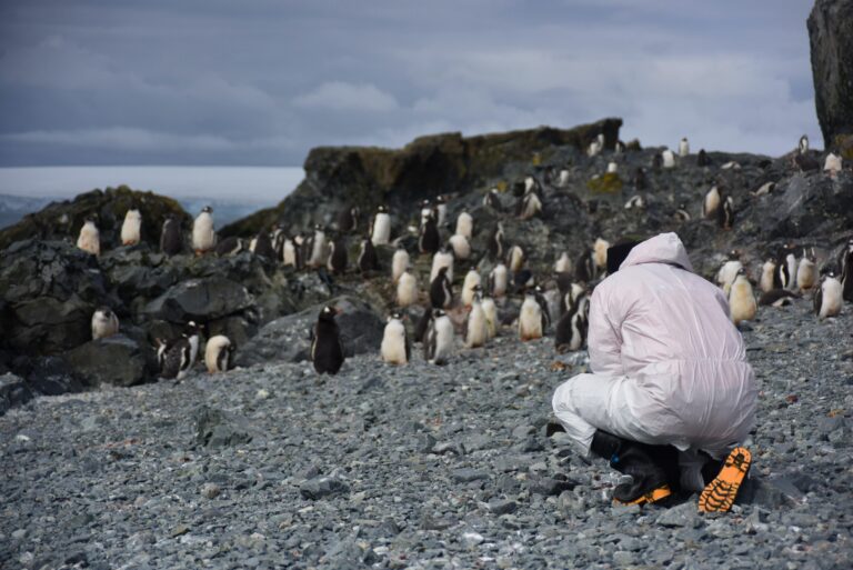Logran secuenciar el genoma de la influenza aviar en la Antártica