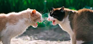 ¿Por qué pelean los gatos entre ellos?