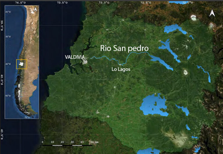Ecosistemas fluviales, patrimonio paleontológico, y el agua potable amenazados por pisciculturas salmoneras en ríos del sur de Chile