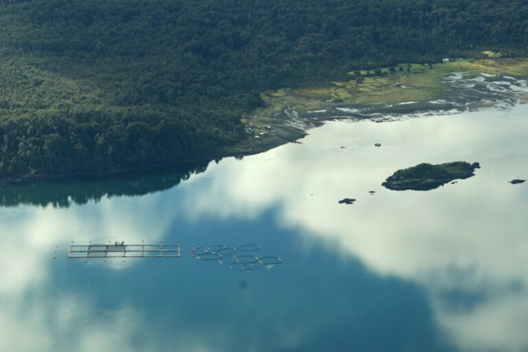 ONGs de Estados Unidos critican a salmonera en la Patagonia